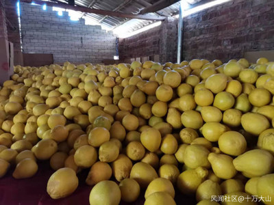 家鄉特色水果產業 產銷現狀、挑戰與機遇的觀察